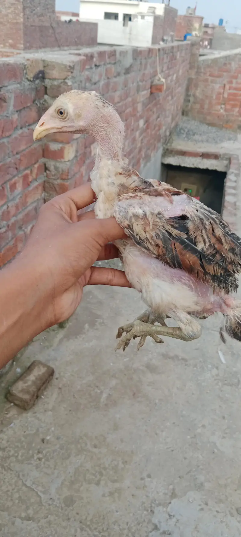 aseel walaity and pakistani cross chicks hybrid aseel for sale — photo 9