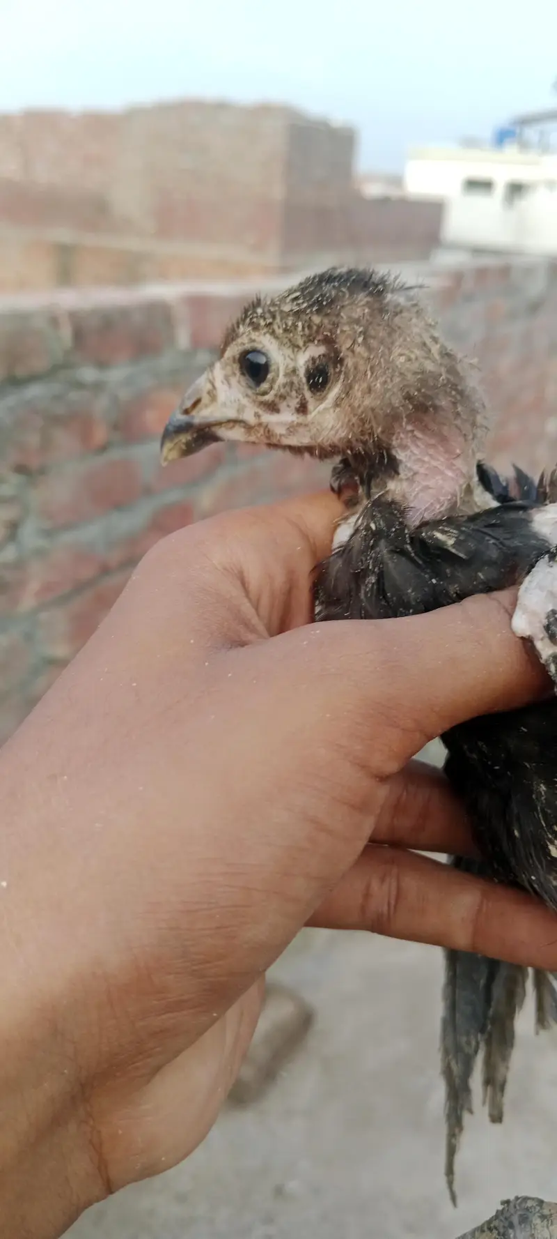 aseel walaity and pakistani cross chicks hybrid aseel for sale — photo 10