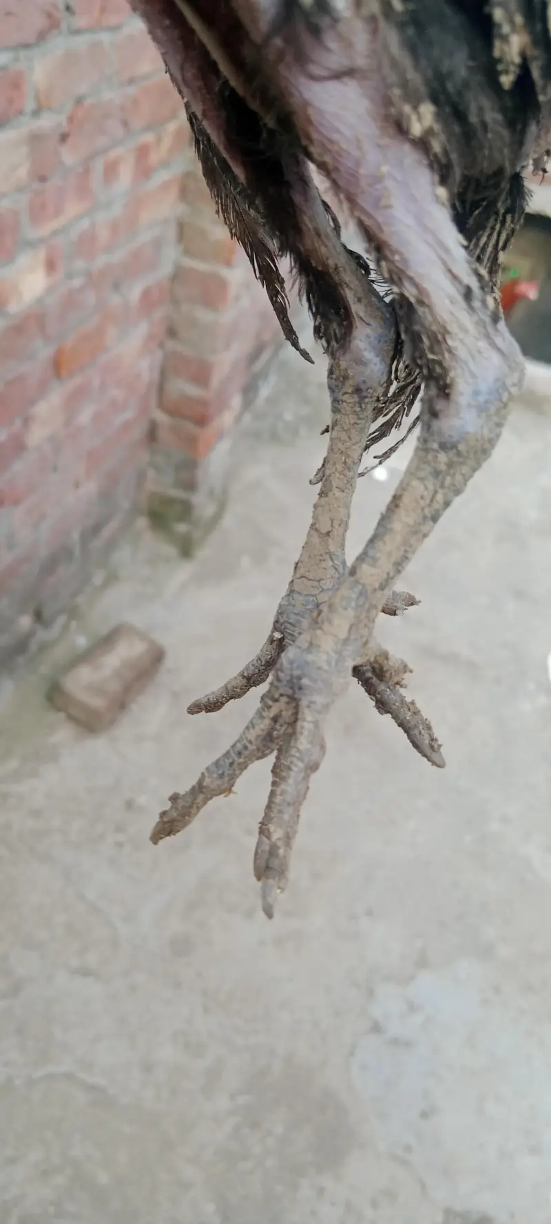 aseel walaity and pakistani cross chicks hybrid aseel for sale — photo 11