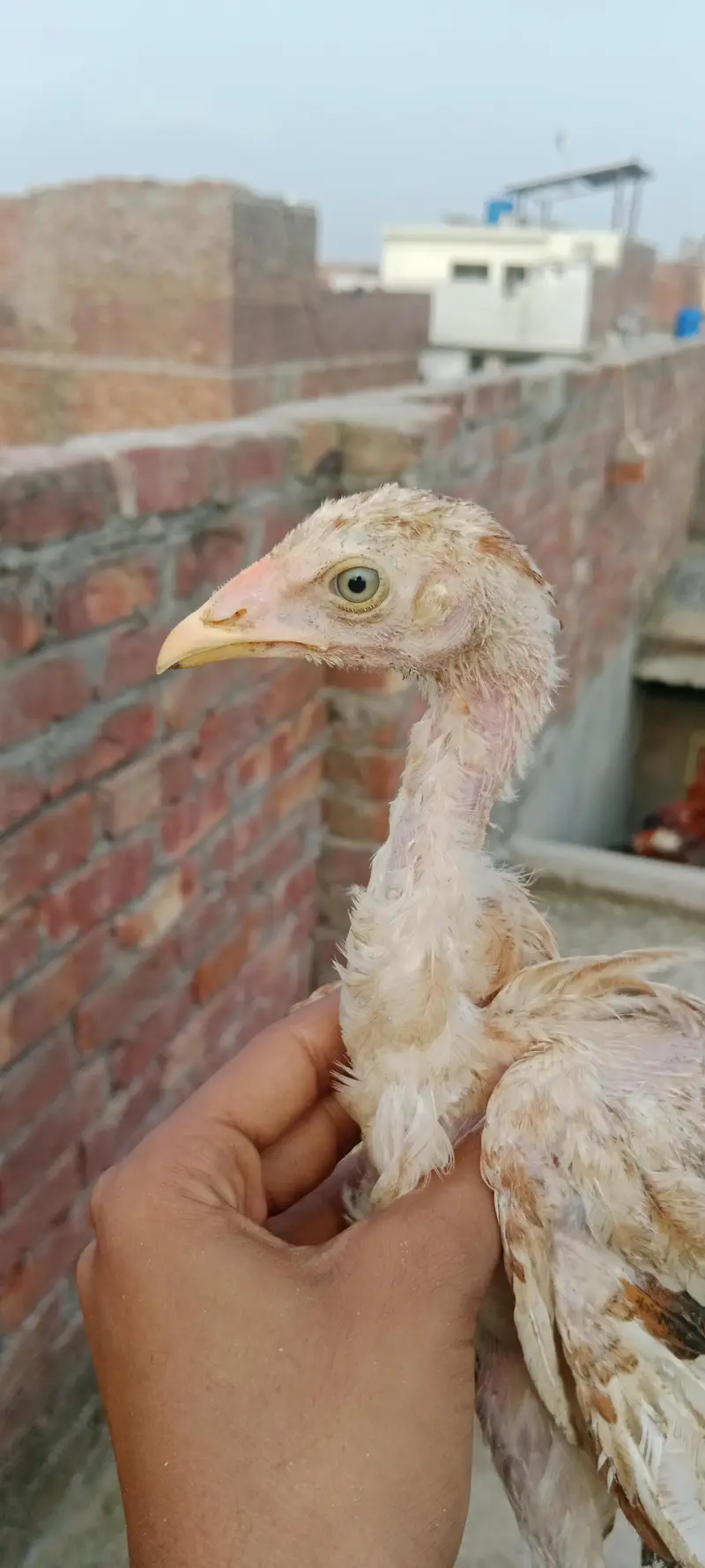 aseel walaity and pakistani cross chicks hybrid aseel for sale — photo 12