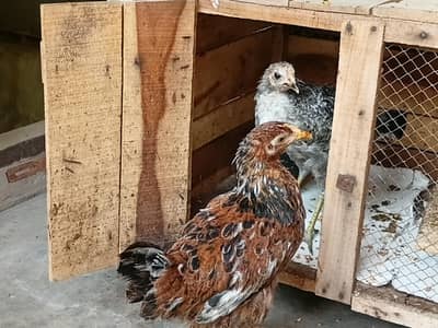 Two misri hens of 4 months orange and black color