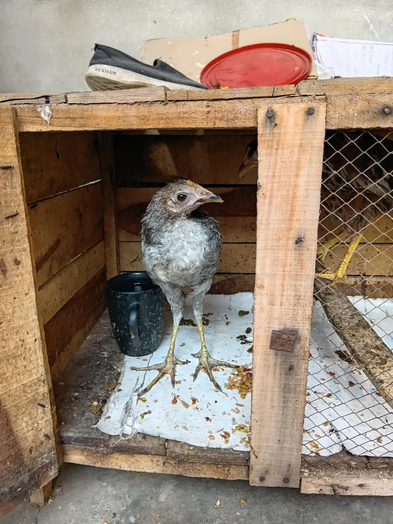 Two misri hens of 4 months orange and black color — photo 2