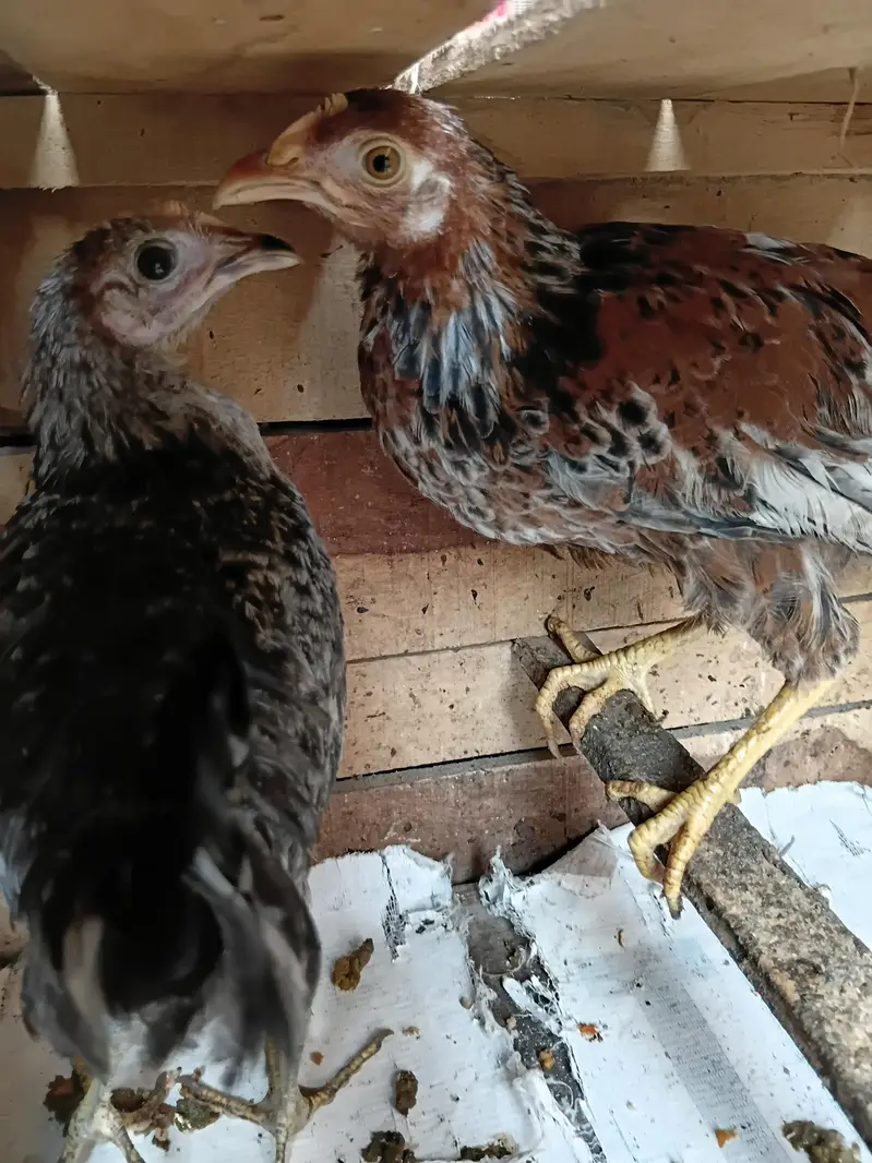 Two misri hens of 4 months orange and black color — photo 3