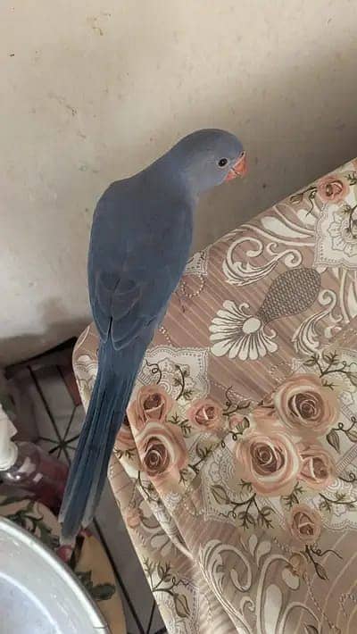 Cobalt ringneck 1