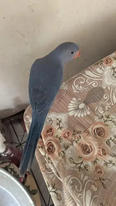 Cobalt ringneck — photo 2