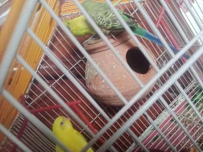 budgie pair with cage