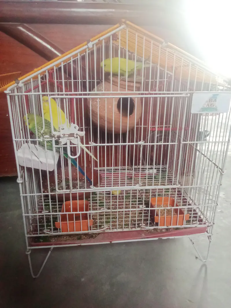 budgie pair with cage — photo 2