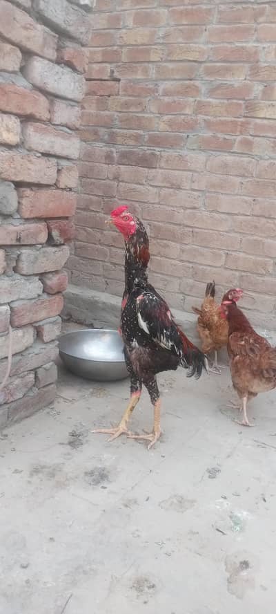 Aseel pair