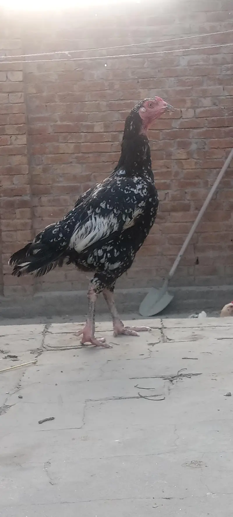 Aseel pair — photo 2