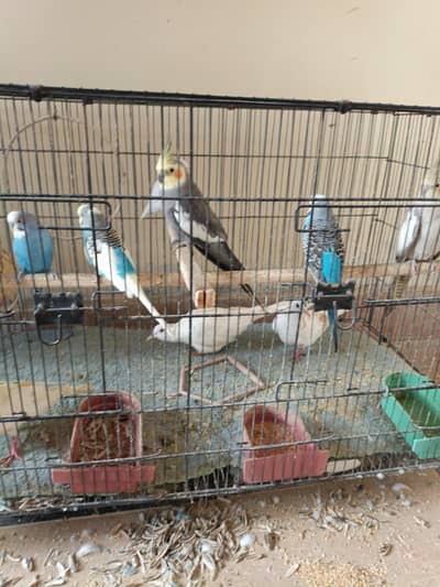 birds for sale 1 cocktail male 1 love bird 2 pairs bajri 1 exhibition