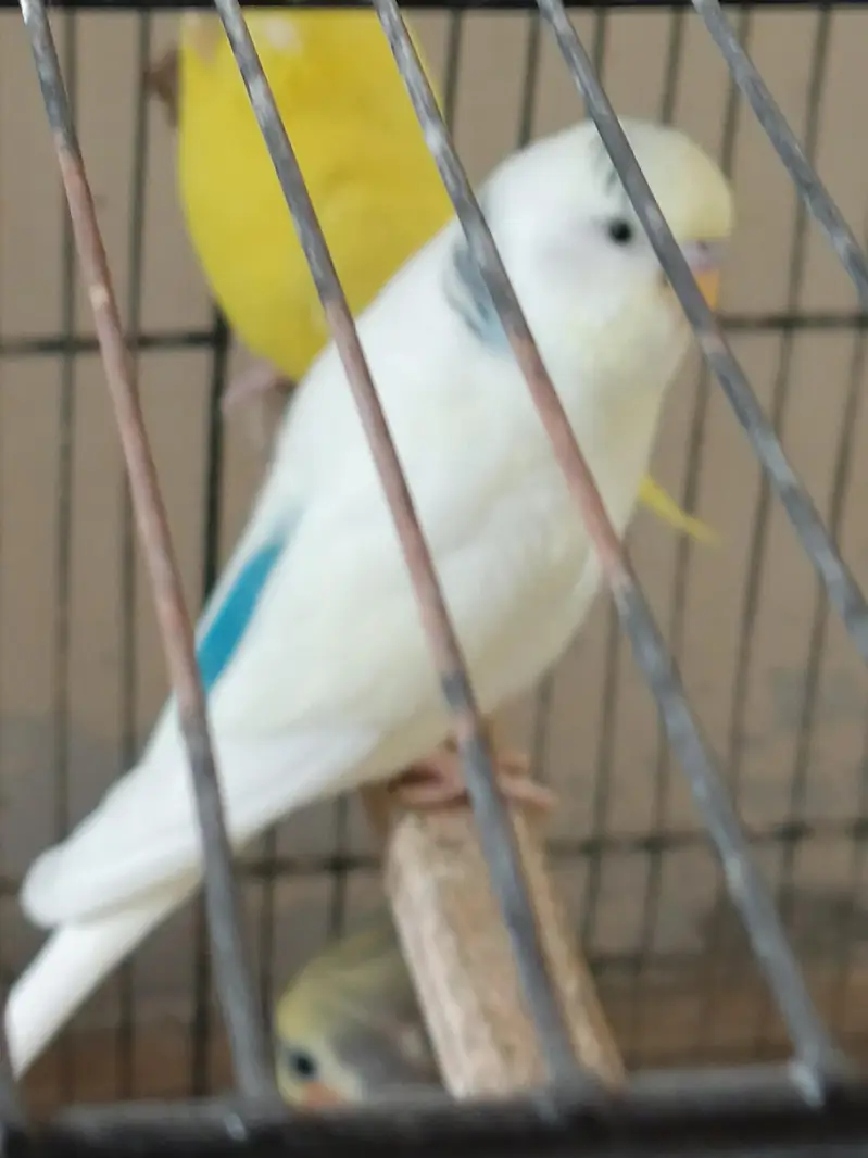 birds for sale 1 cocktail male 1 love bird 2 pairs bajri 1 exhibition — photo 2