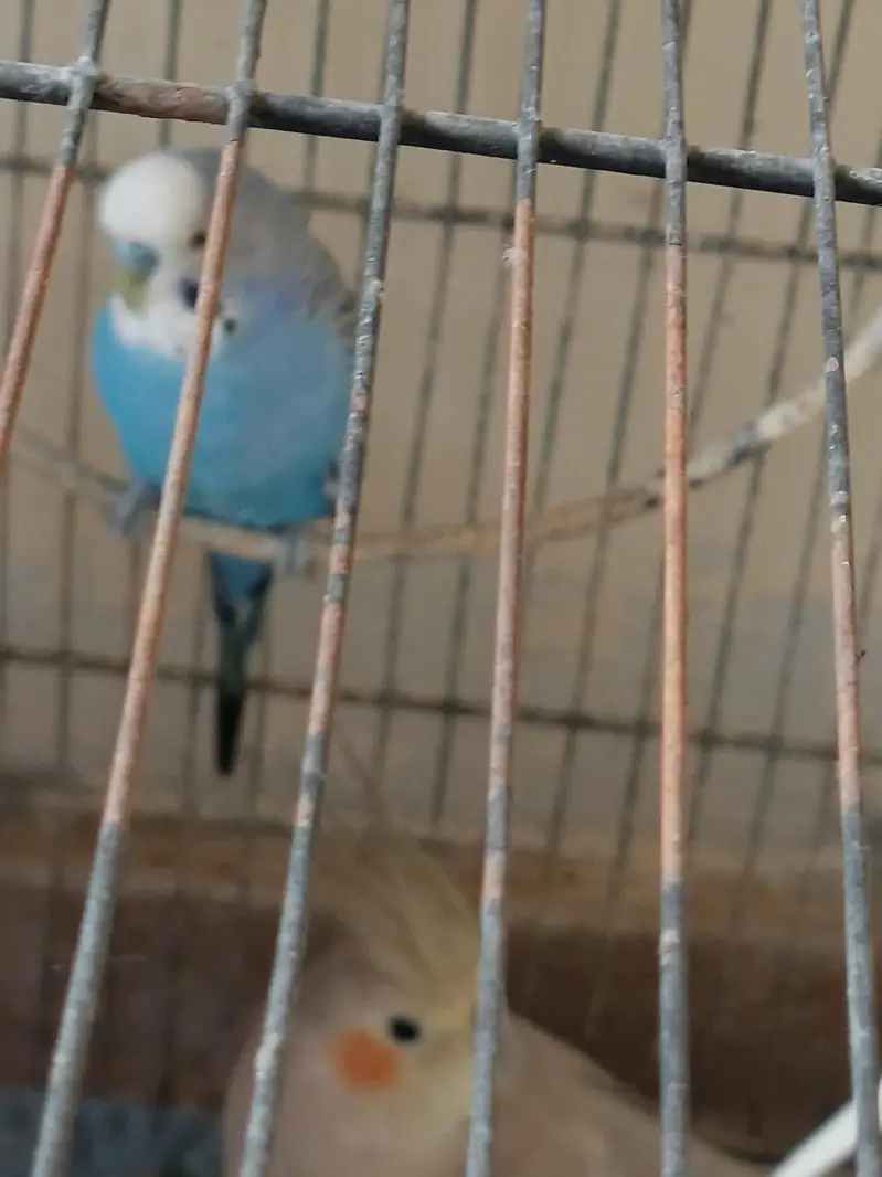 birds for sale 1 cocktail male 1 love bird 2 pairs bajri 1 exhibition — photo 3