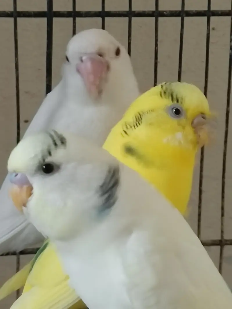 birds for sale 1 cocktail male 1 love bird 2 pairs bajri 1 exhibition — photo 4
