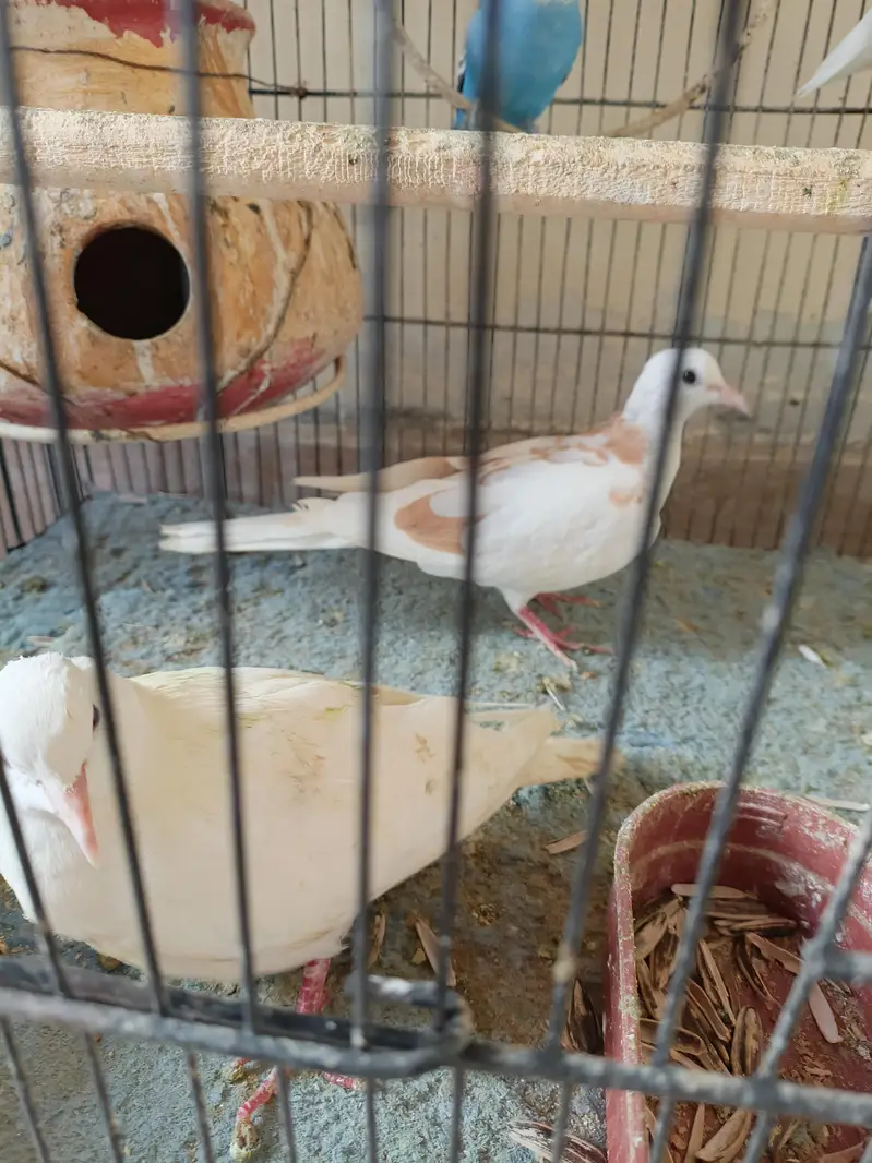 birds for sale 1 cocktail male 1 love bird 2 pairs bajri 1 exhibition — photo 6