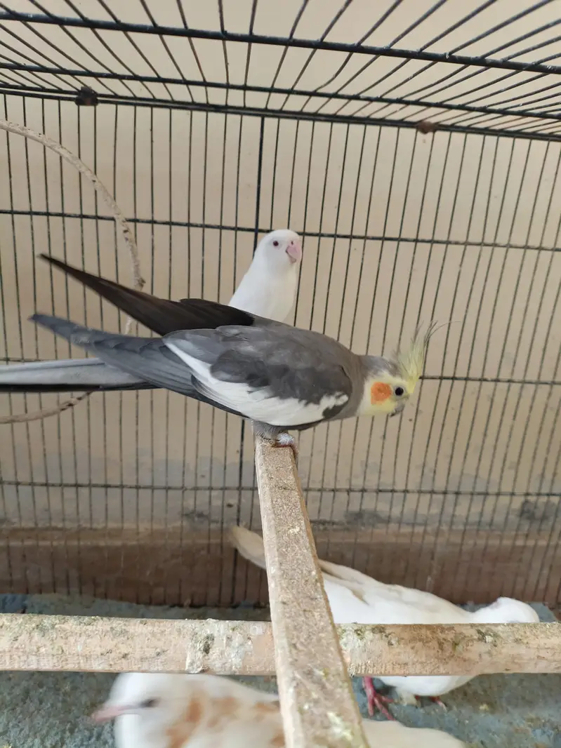 birds for sale 1 cocktail male 1 love bird 2 pairs bajri 1 exhibition — photo 7