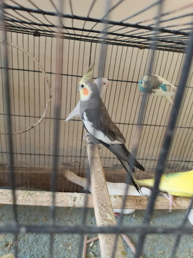 birds for sale 1 cocktail male 1 love bird 2 pairs bajri 1 exhibition — photo 8