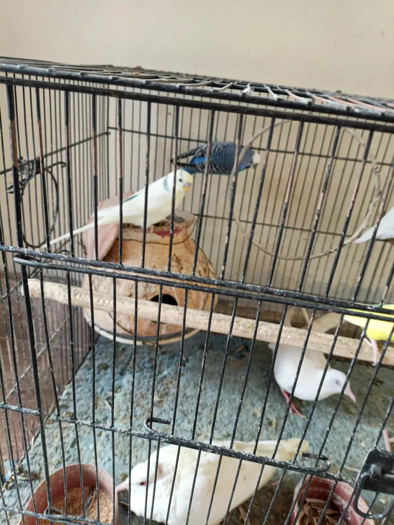 birds for sale 1 cocktail male 1 love bird 2 pairs bajri 1 exhibition — photo 9