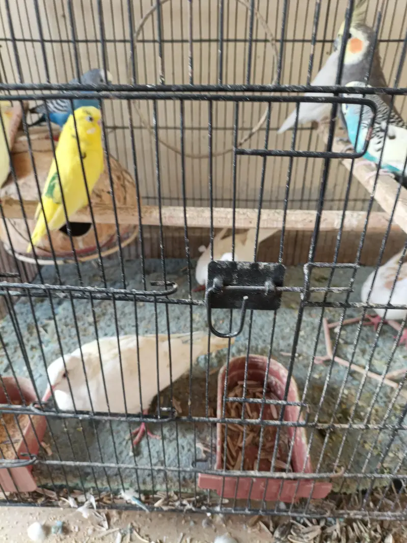 birds for sale 1 cocktail male 1 love bird 2 pairs bajri 1 exhibition — photo 10