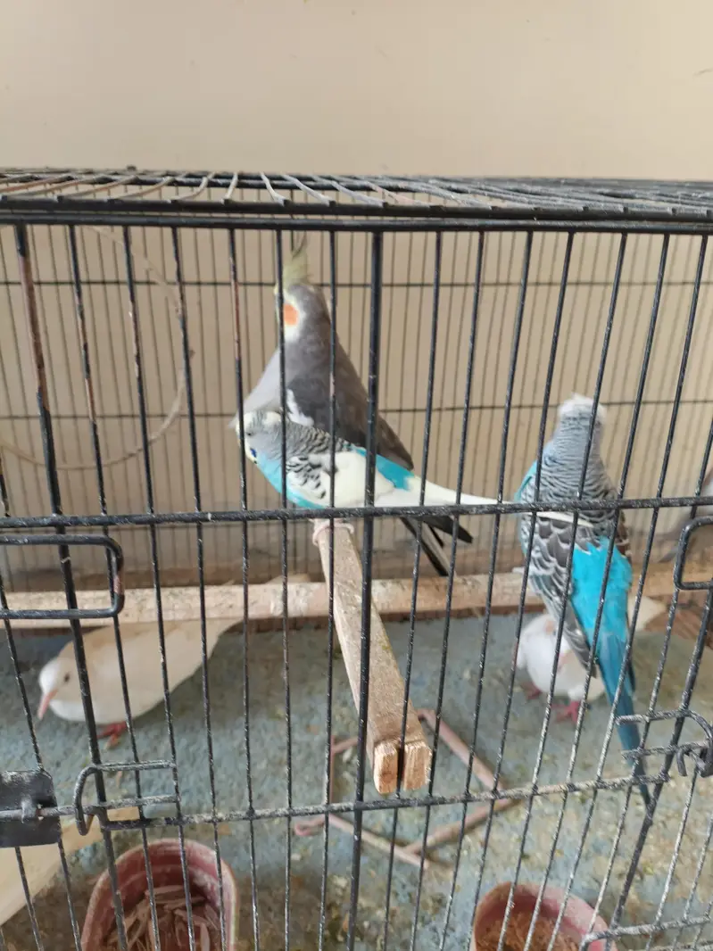 birds for sale 1 cocktail male 1 love bird 2 pairs bajri 1 exhibition — photo 11