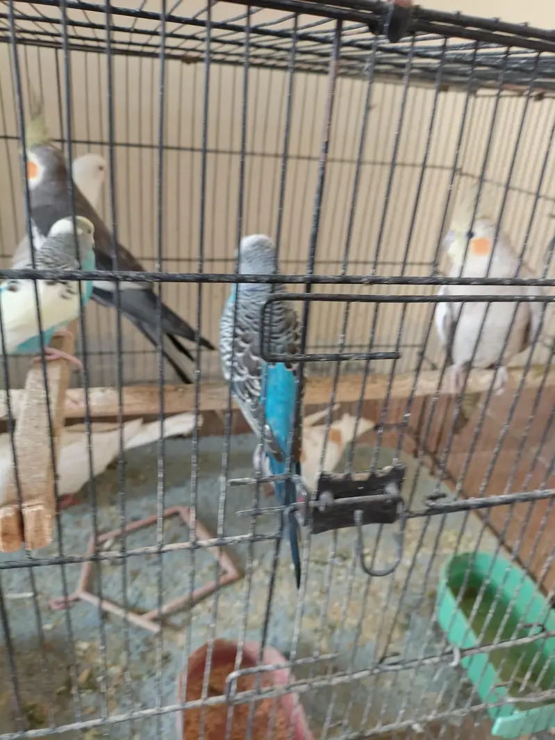 birds for sale 1 cocktail male 1 love bird 2 pairs bajri 1 exhibition — photo 12