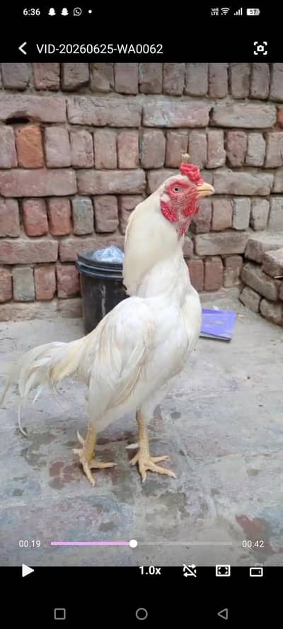 Pure White Amroha Old Bloodine