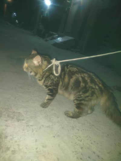 male cat, double far cat, this is not fixd price limited offer