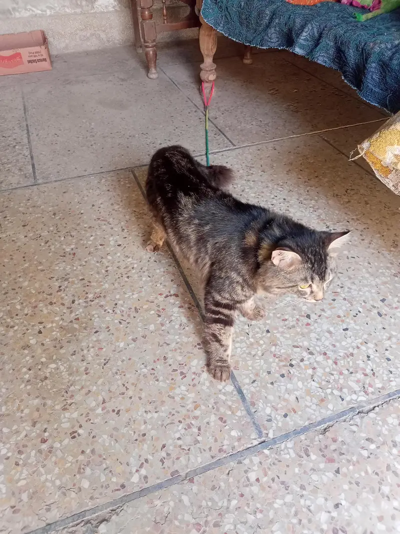 male cat, double far cat, this is not fixd price limited offer — photo 2