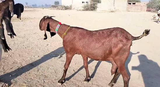 Tere bacchon wali bakri for sale