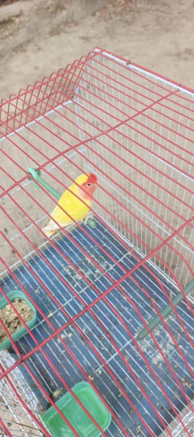 Lutino love bird with cage