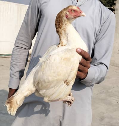 Sontol female for sale