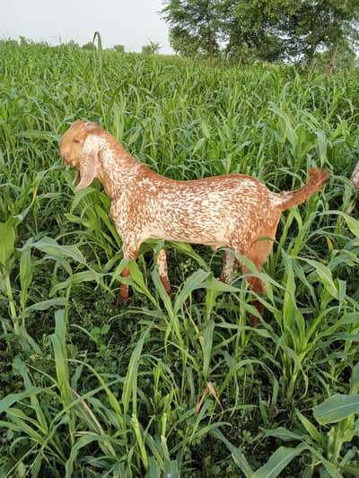 desi Bakra for Sale Mashallah Call 03490704921