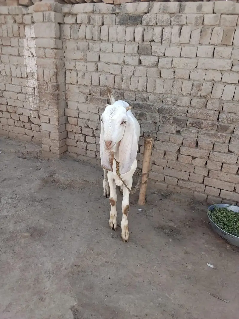 desi Bakra for sale 03490704921 — photo 2