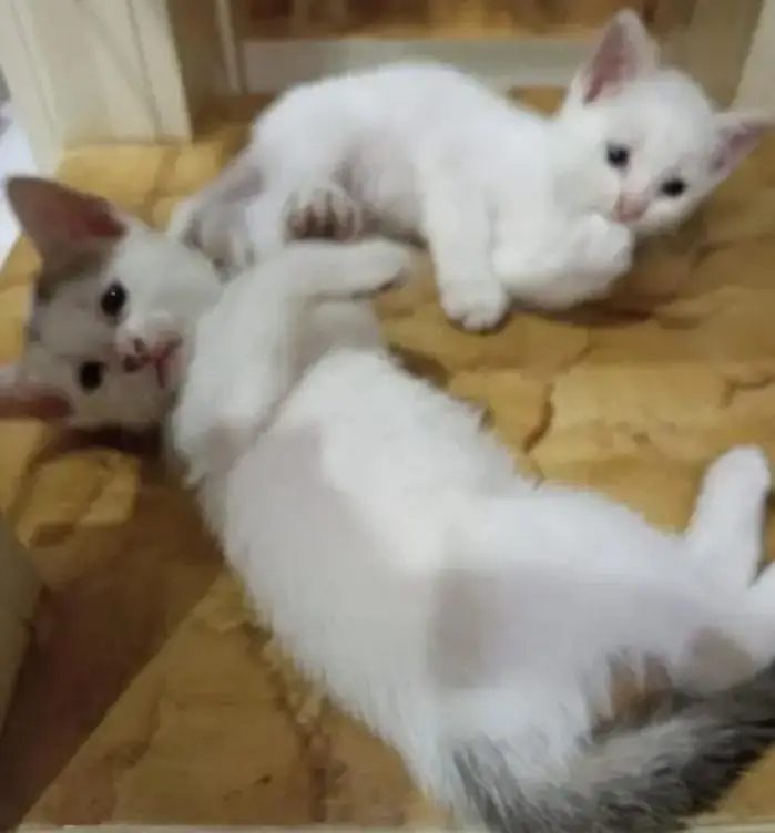 Persian pure Male and Female — photo 2