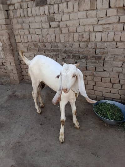 desi Bakra for Sale Call 03490704921