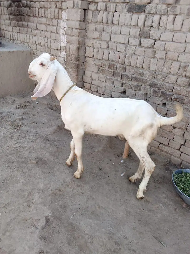 desi Bakra for Sale Call 03490704921 — photo 2