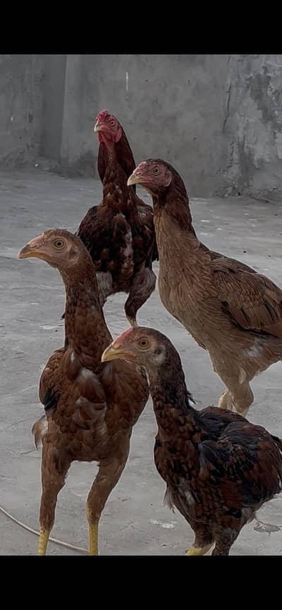 AseelMianwali