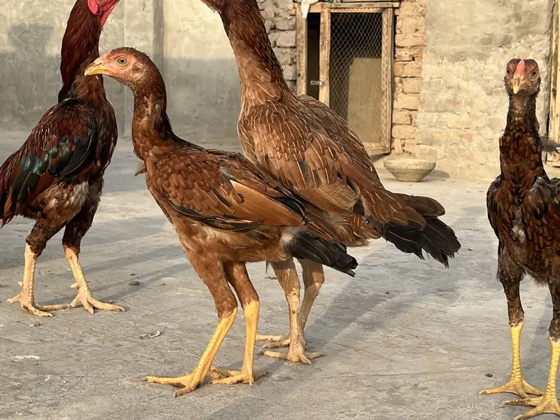 AseelMianwali — photo 2