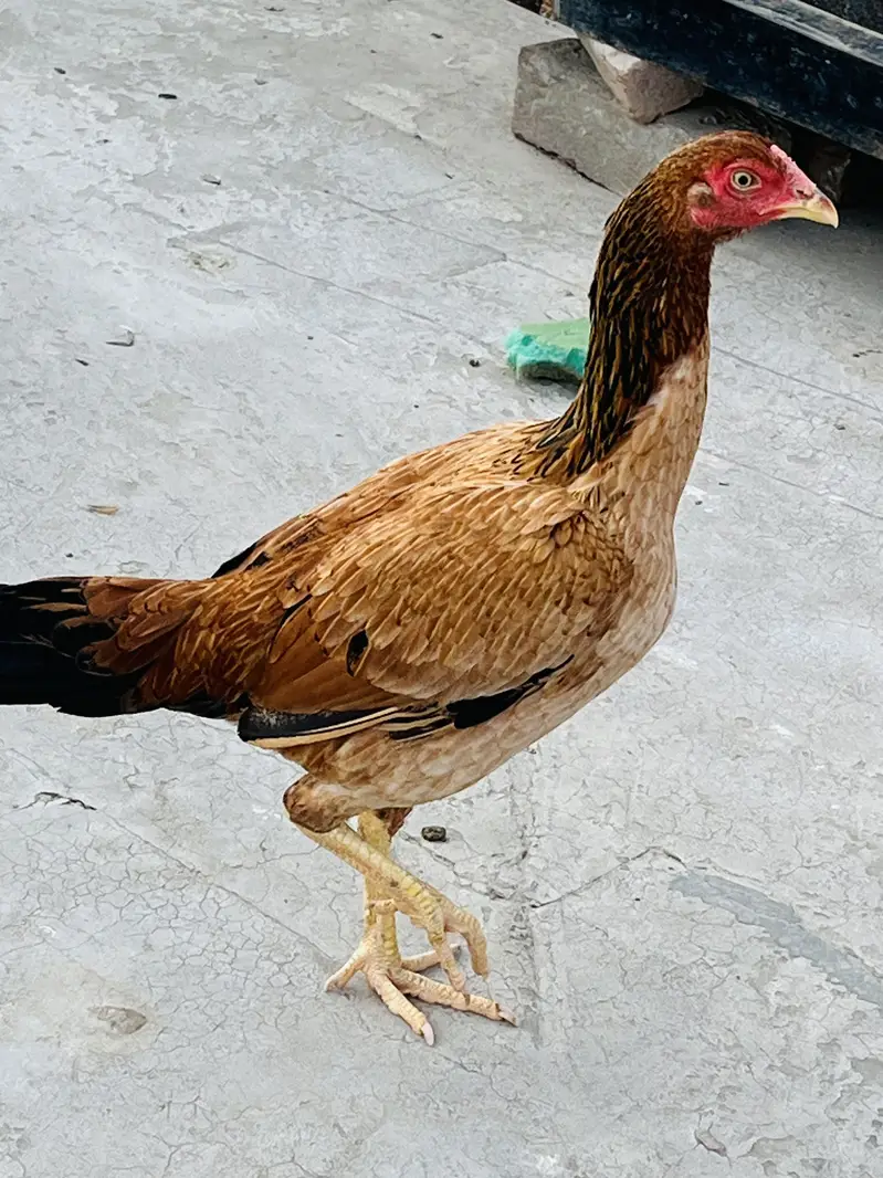 AseelMianwali — photo 3