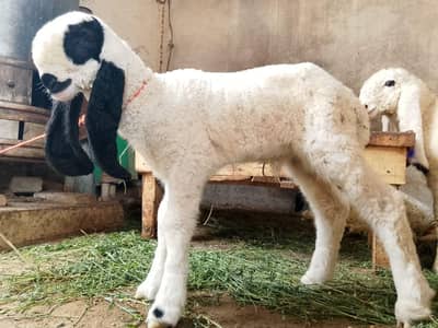 kajla sheep baby
