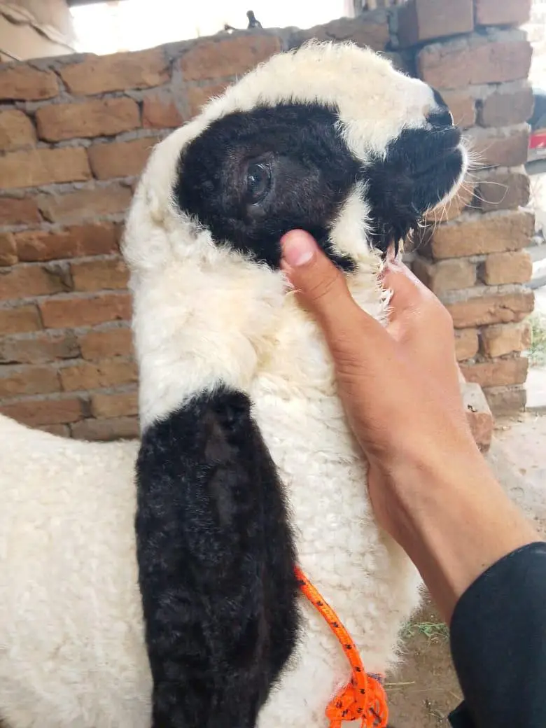 kajla sheep baby — photo 2