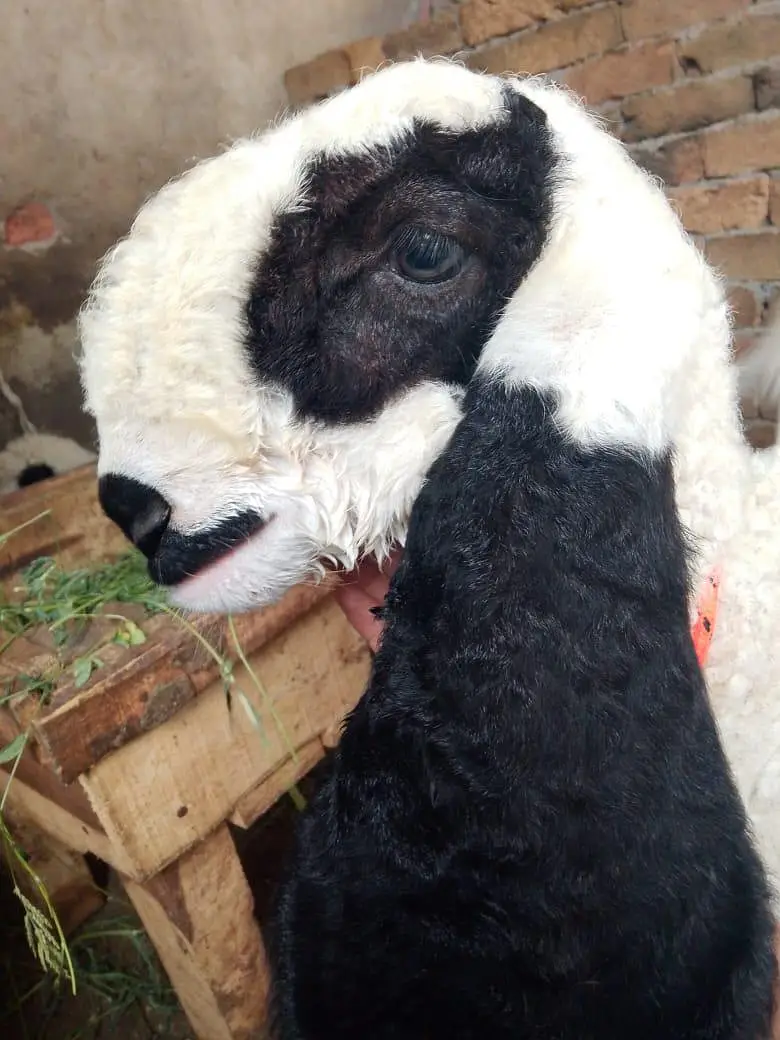 kajla sheep baby — photo 3