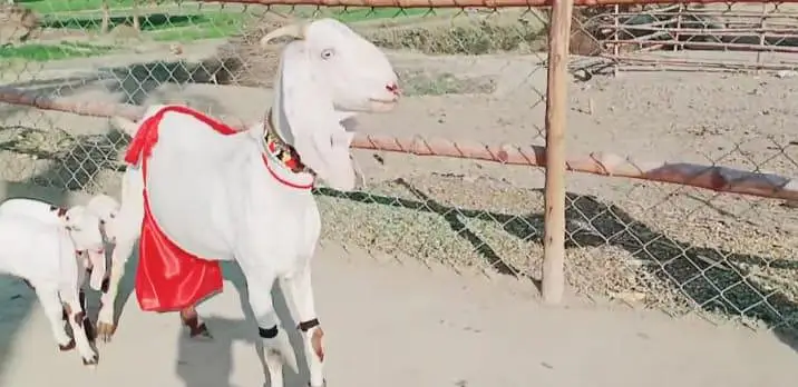 ine bacchon wali bakri for sale — photo 2