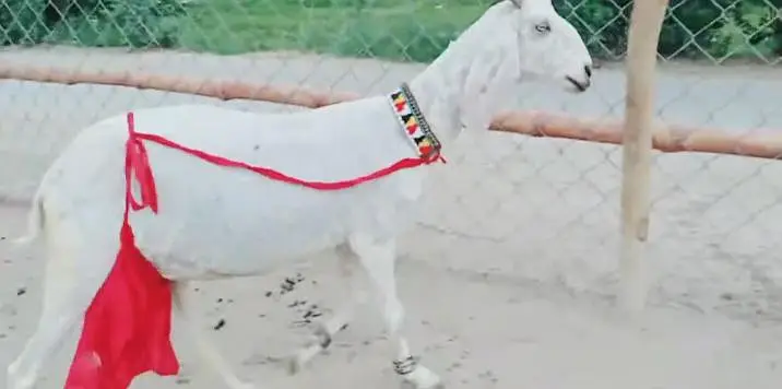 ine bacchon wali bakri for sale — photo 5