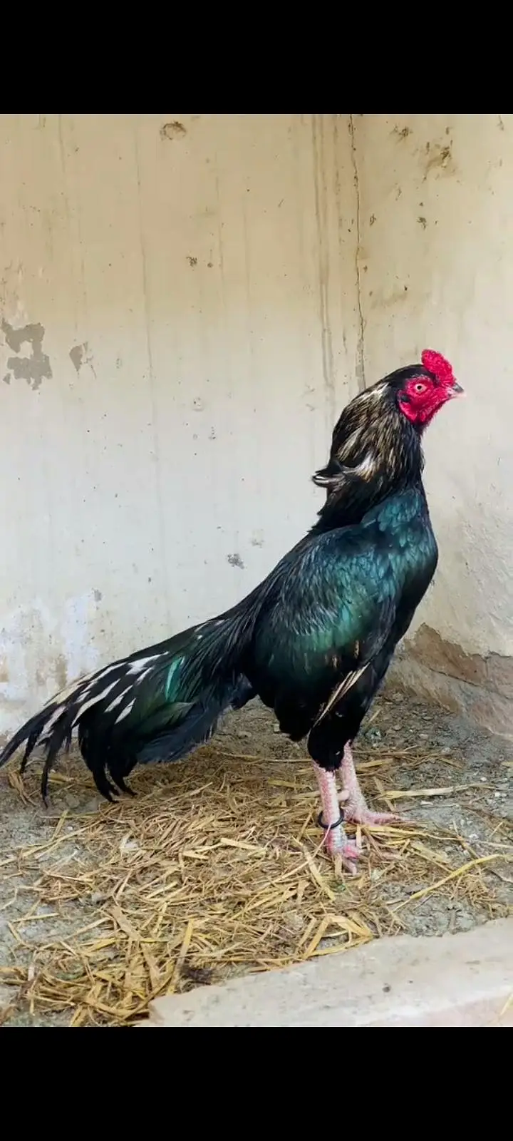 jis bhai ne Lena ho vahi rabta Karen — photo 2