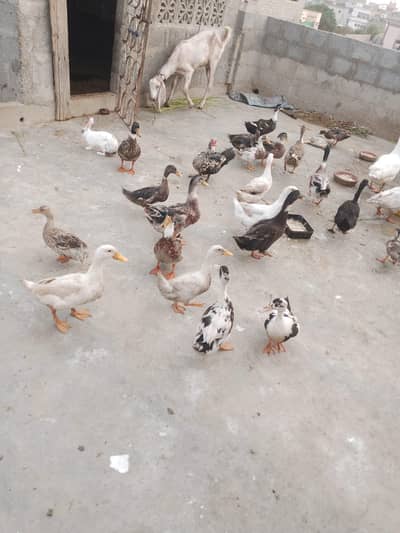 Ducks for sale