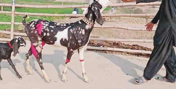 bacchon wali bakri