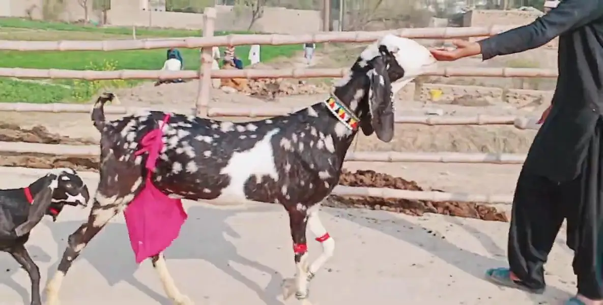 bacchon wali bakri — photo 2
