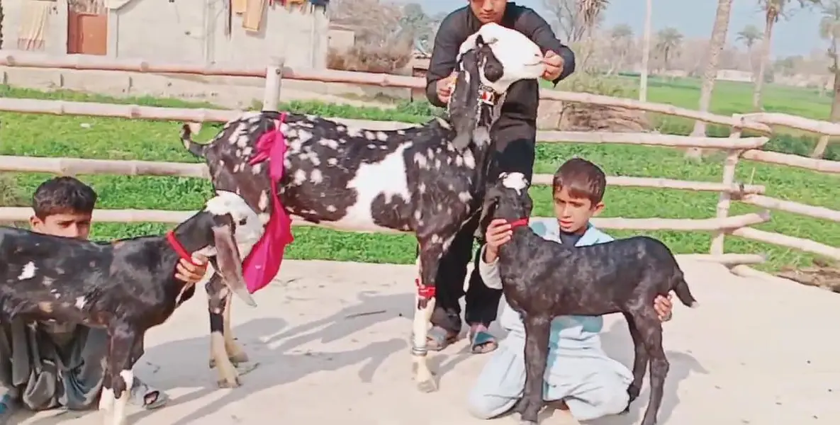 bacchon wali bakri — photo 3