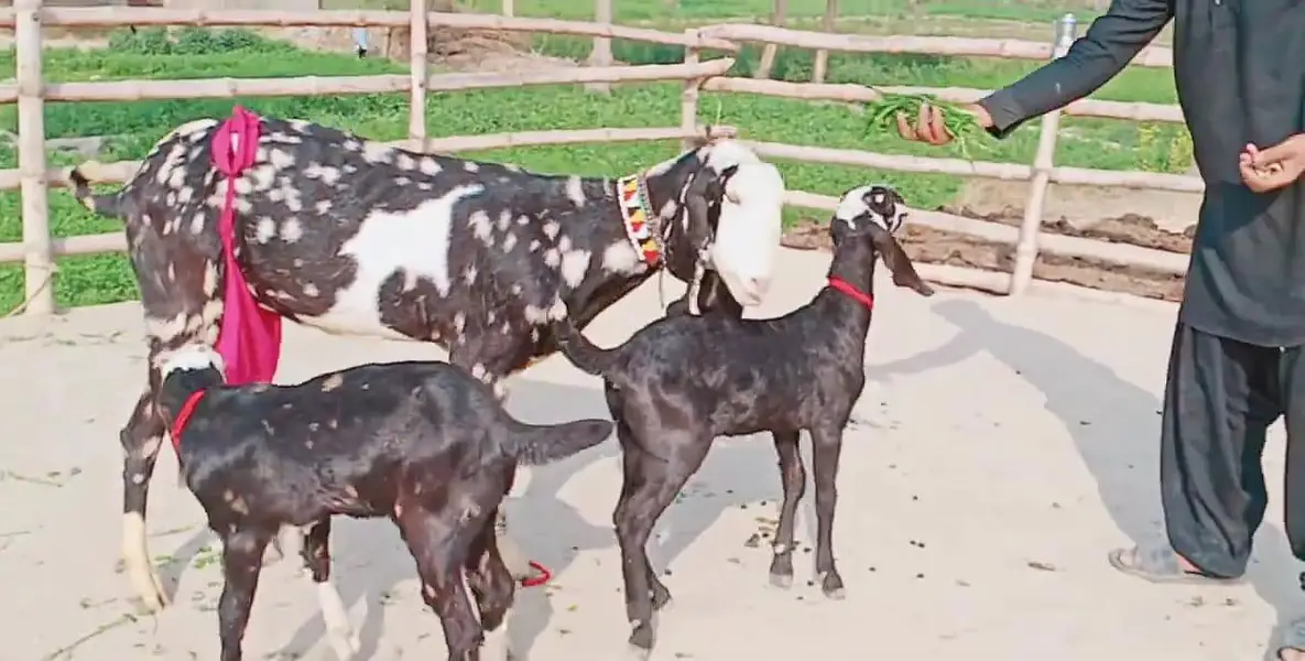 bacchon wali bakri — photo 4