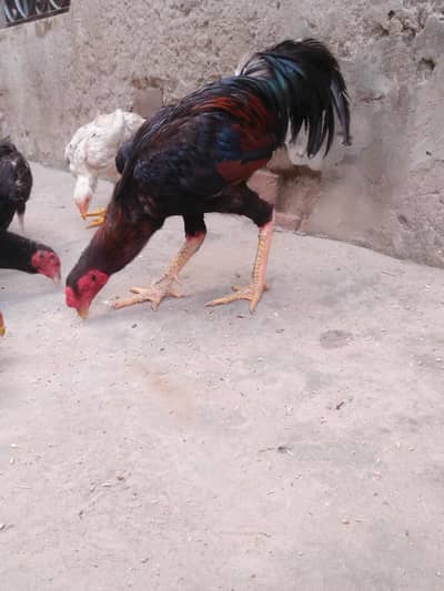 Pakistani Aseel